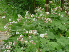 Geranium macrorrhizum 'Spessart' bestellen